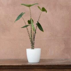 Alocasia Zebrina 7 Alocasia Zebrina -Feathered Garden pl2000032005 card3 lg