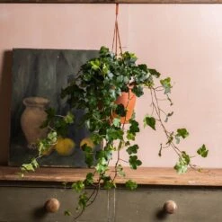 Hedera Helix 'Wonder' -Feathered Garden pl2000032009 card3 lg