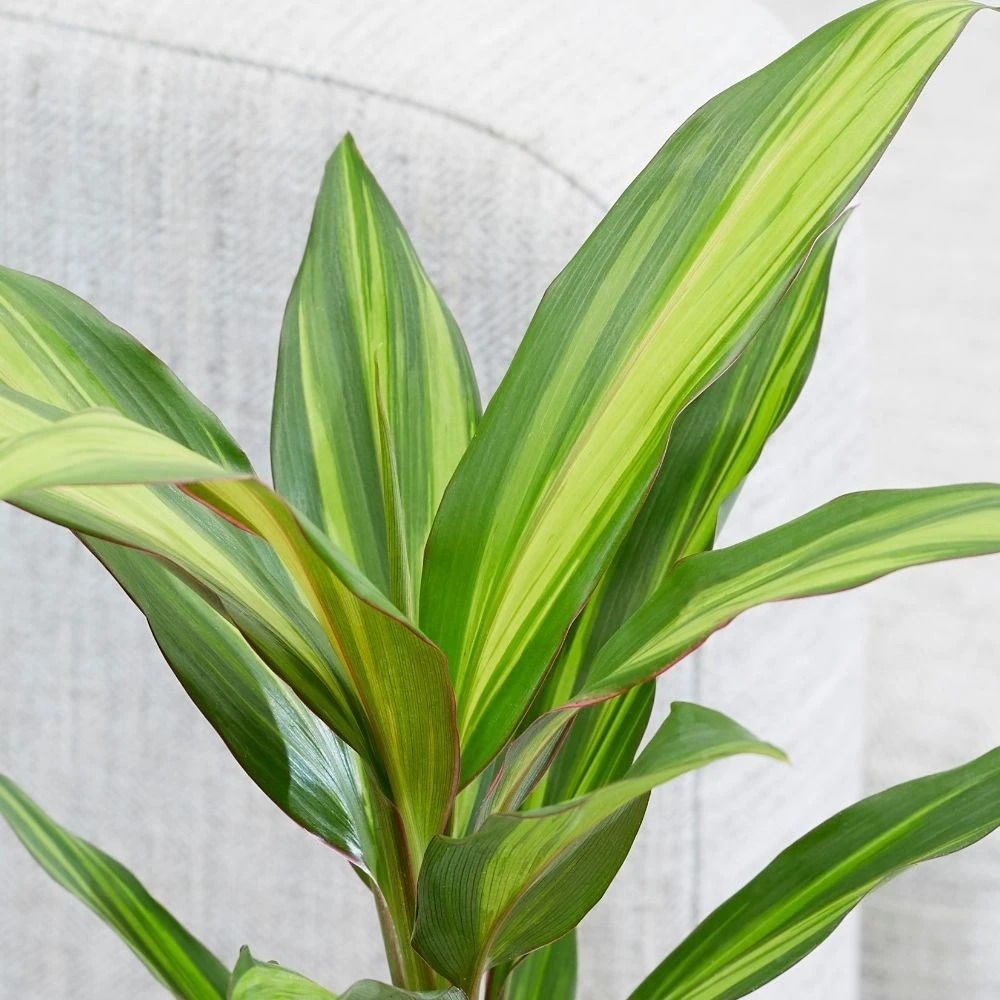 Cordyline Fruticosa 'Kiwi' 4 Cordyline Fruticosa 'Kiwi' - Image 2