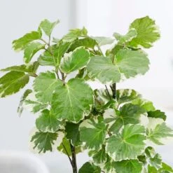 Polyscias Scutellaria 'Balfourii' 9 Polyscias Scutellaria 'Balfourii' -Feathered Garden pl2000032015 card3 lg