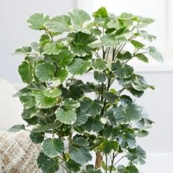 Polyscias Scutellaria 'Balfourii' 10 Polyscias Scutellaria 'Balfourii' -Feathered Garden pl2000032015 card4 lg