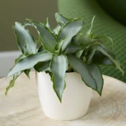 Murdannia Loriformis Bright Star ('Ppimur004')