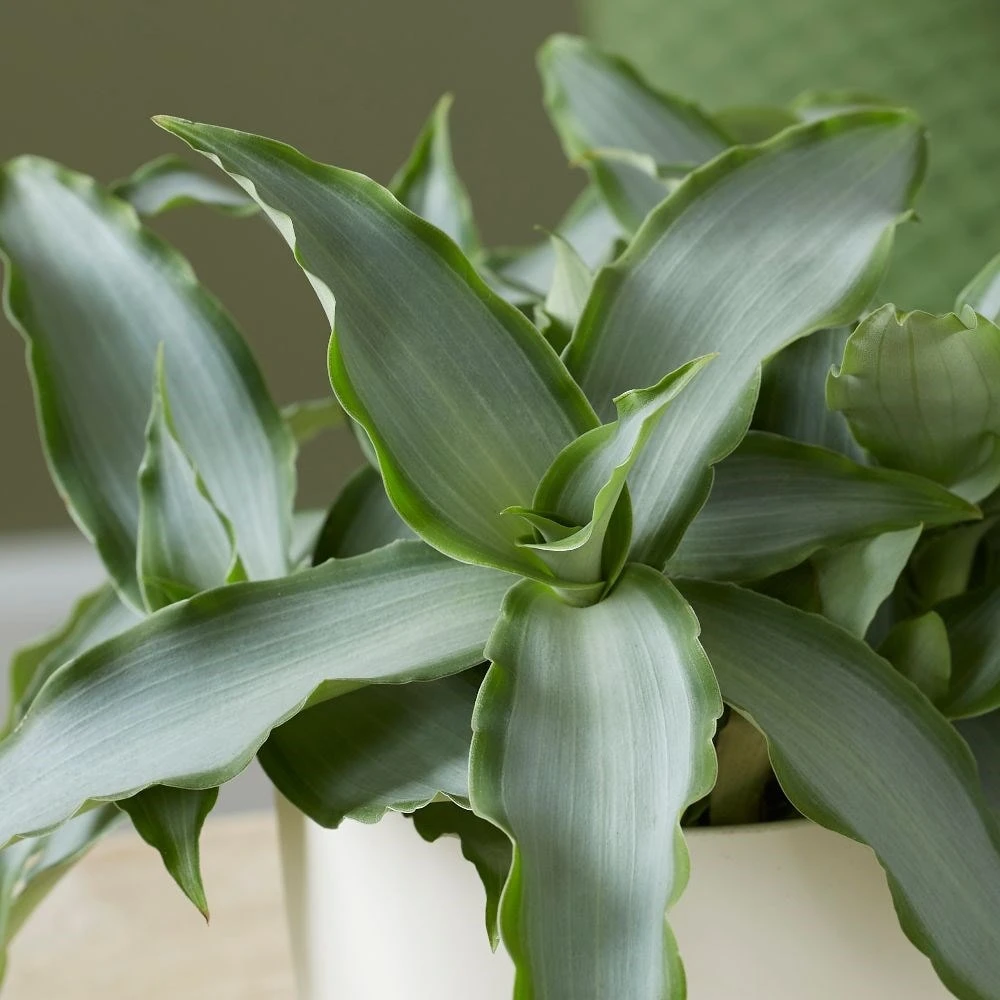 Murdannia Loriformis Bright Star ('Ppimur004') 4 Murdannia Loriformis Bright Star ('Ppimur004') - Image 2