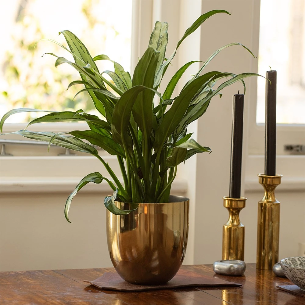 Aglaonema 'Cutlass' 5 Aglaonema 'Cutlass' - Image 3