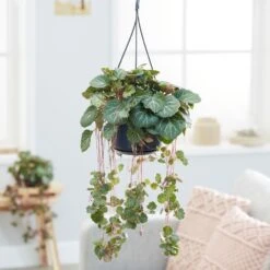 Saxifraga Stolonifera -Feathered Garden pl2000032041 card3 lg