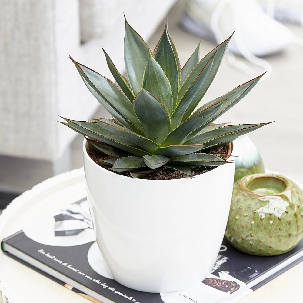 Agave 'Shaka Zulu' 4 Agave 'Shaka Zulu' - Image 2