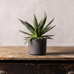 Agave 'Shaka Zulu' 7 Agave 'Shaka Zulu' -Feathered Garden pl2000032043 card3 lg