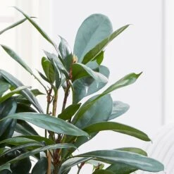 Ficus Cyathistipula 6 Ficus Cyathistipula -Feathered Garden pl2000032064 card2 lg