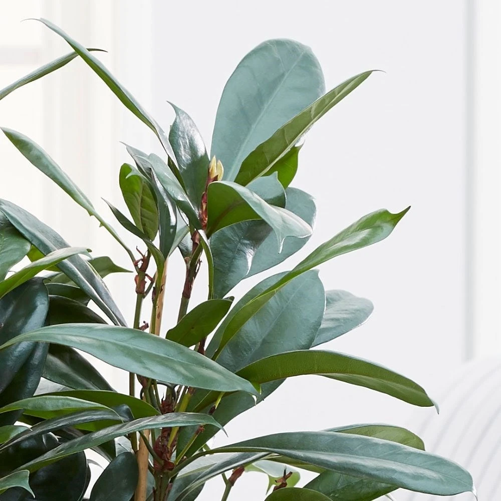 Ficus Cyathistipula 4 Ficus Cyathistipula - Image 2