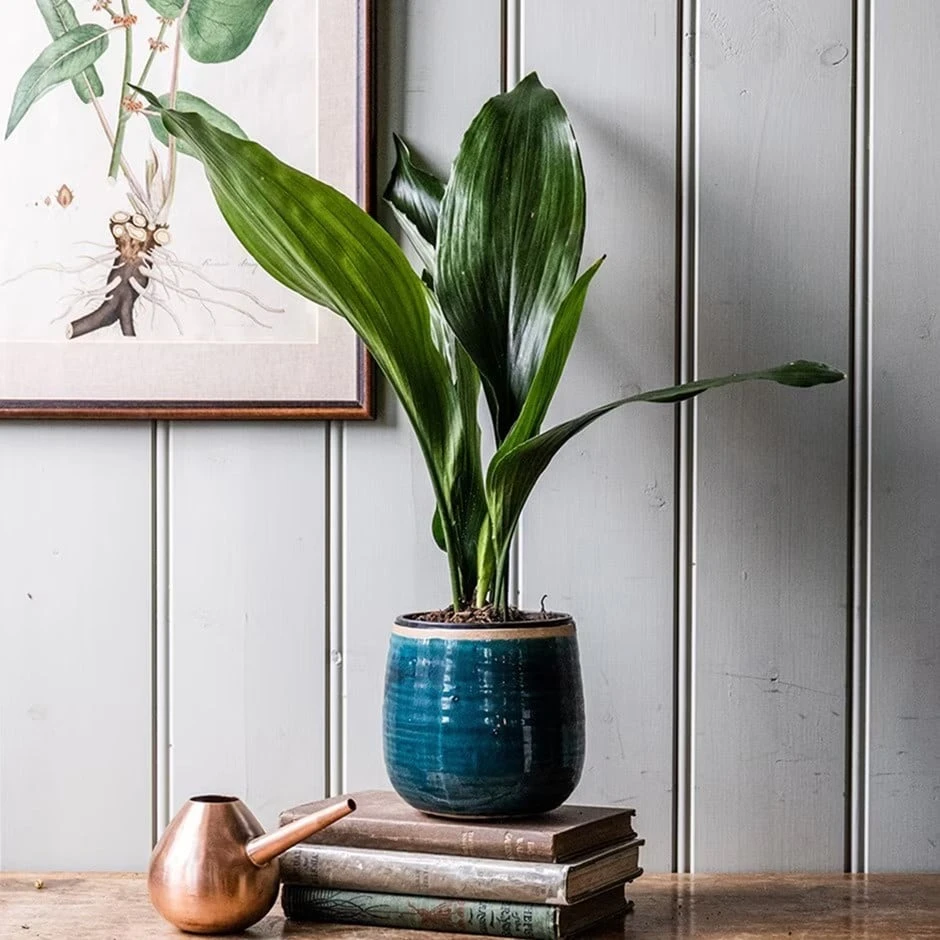 Aspidistra Elatior 3 Aspidistra Elatior