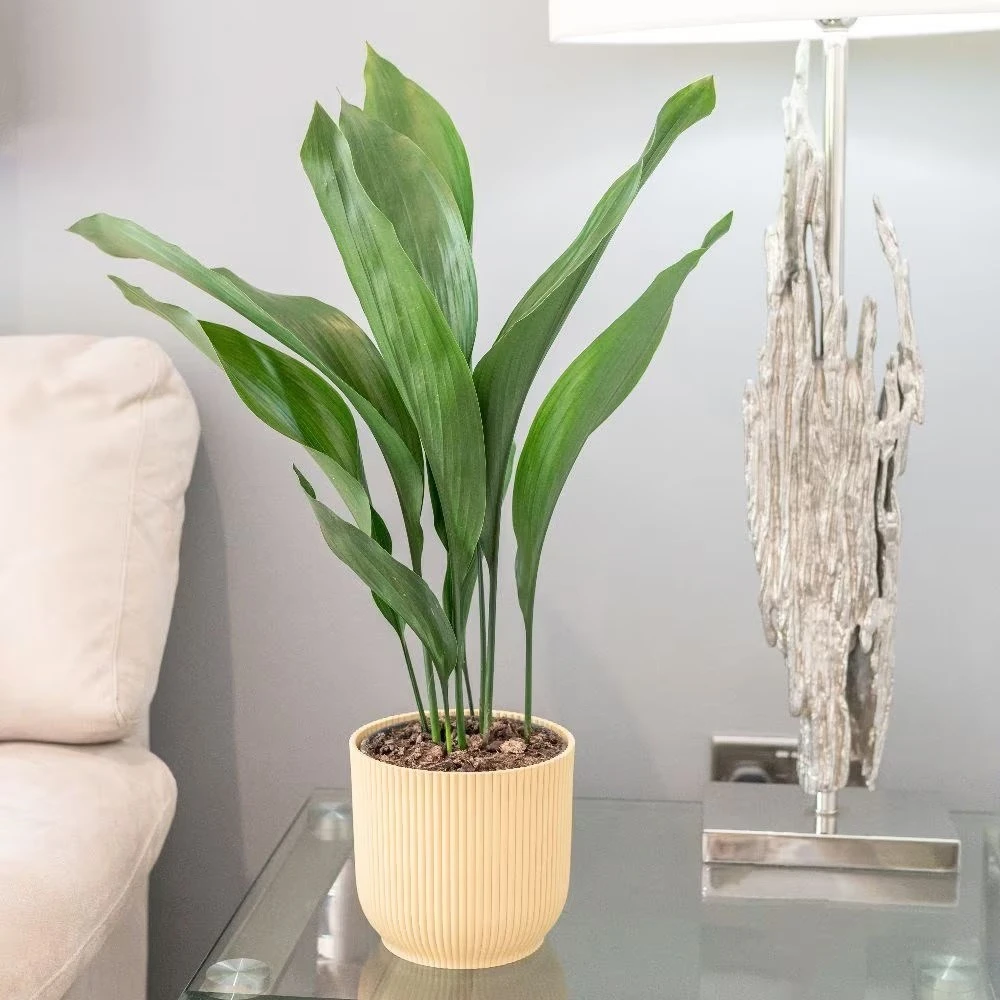 Aspidistra Elatior 4 Aspidistra Elatior - Image 2