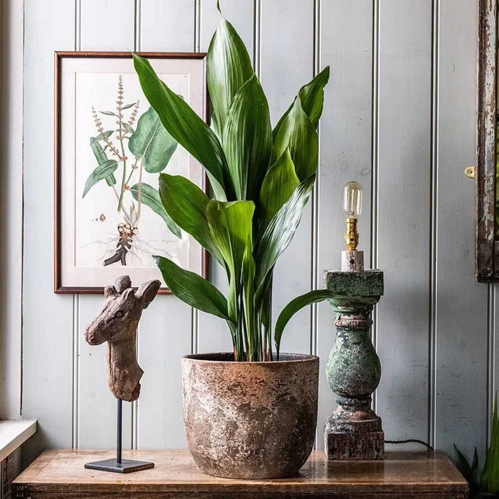 Aspidistra Elatior 6 Aspidistra Elatior - Image 4