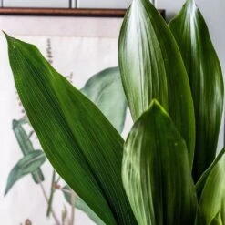 Aspidistra Elatior 11 Aspidistra Elatior -Feathered Garden pl2000032065 card5 lg