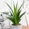 Sansevieria Kirkii 'Friends' -Feathered Garden pl2000032083