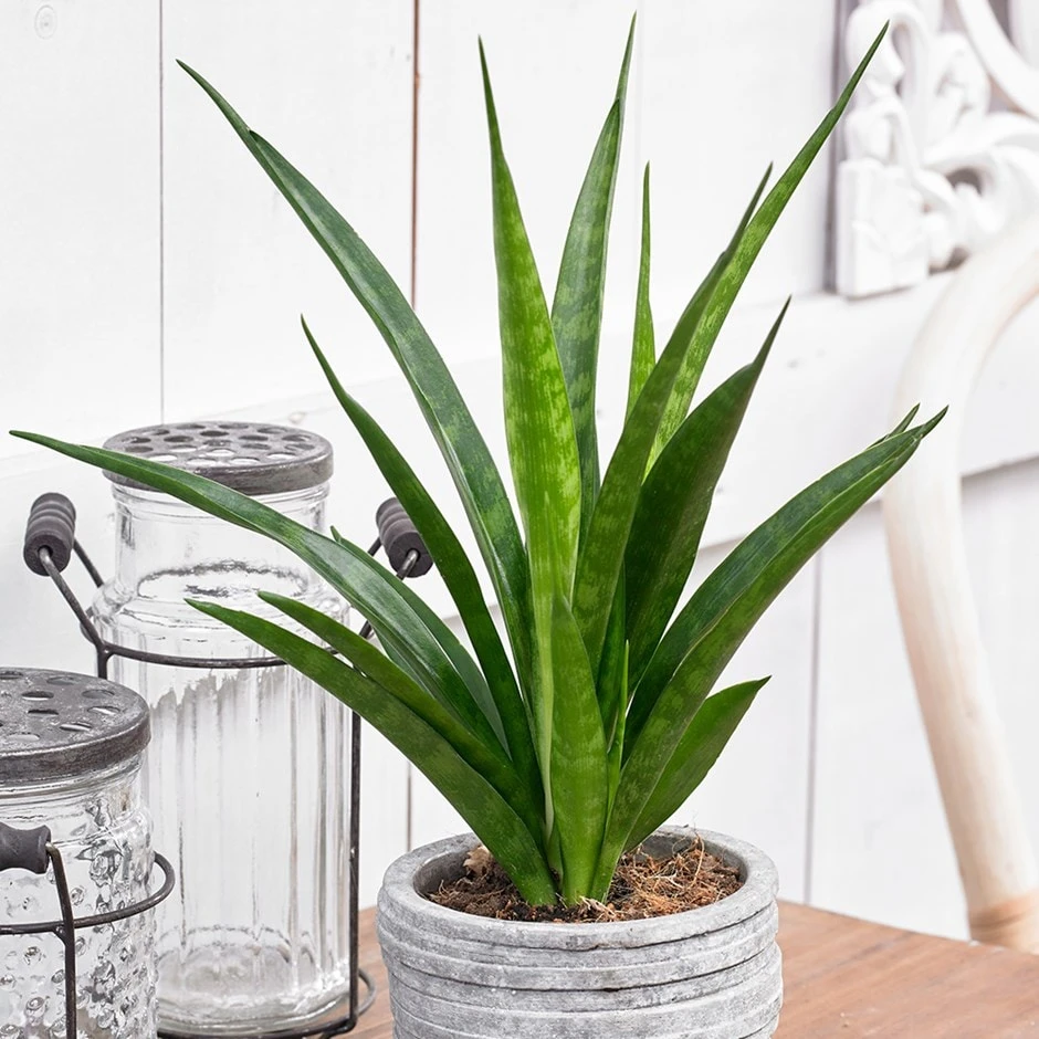 Sansevieria Kirkii 'Friends' 3 Sansevieria Kirkii 'Friends'