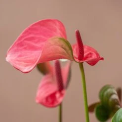 Anthurium Pink Champion ('Antinkeles') (PBR) -Feathered Garden pl2000032090 card3 lg