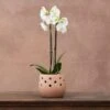 Phalaenopsis Grandiflorum 'White' -Feathered Garden pl2000032092