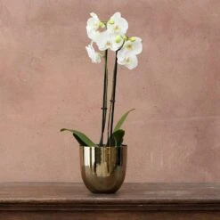 Phalaenopsis Grandiflorum 'White' -Feathered Garden pl2000032092 card3 lg