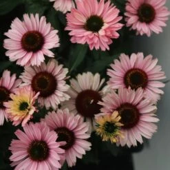 Echinacea SunSeekers Salmon ('IFECSSSAL') (PBR) (SunSeekers Series) 9 Echinacea SunSeekers Salmon ('IFECSSSAL') (PBR) (SunSeekers Series) -Feathered Garden pl2000033448 card3 lg