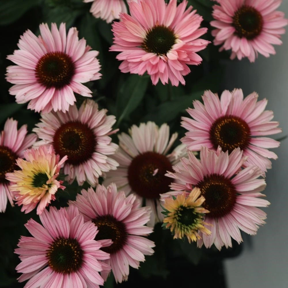 Echinacea SunSeekers Salmon ('IFECSSSAL') (PBR) (SunSeekers Series) 5 Echinacea SunSeekers Salmon ('IFECSSSAL') (PBR) (SunSeekers Series) - Image 3