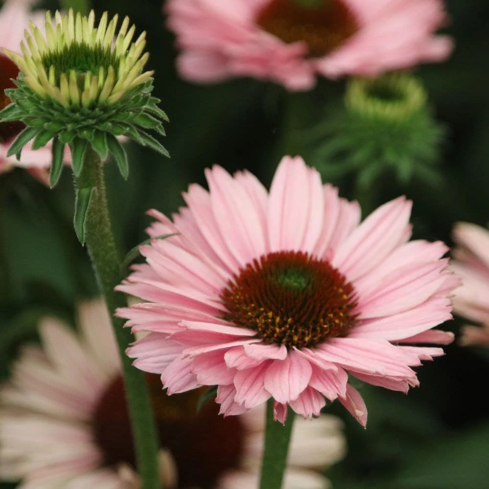 Echinacea SunSeekers Salmon ('IFECSSSAL') (PBR) (SunSeekers Series) 6 Echinacea SunSeekers Salmon ('IFECSSSAL') (PBR) (SunSeekers Series) - Image 4