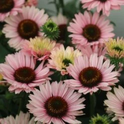 Echinacea SunSeekers Salmon ('IFECSSSAL') (PBR) (SunSeekers Series) 11 Echinacea SunSeekers Salmon ('IFECSSSAL') (PBR) (SunSeekers Series) -Feathered Garden pl2000033448 card5 lg
