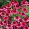 Echinacea Delicious Candy ('Noortdeli') (PBR) 1 Echinacea Delicious Candy ('Noortdeli') (PBR) -Feathered Garden pl2000033449