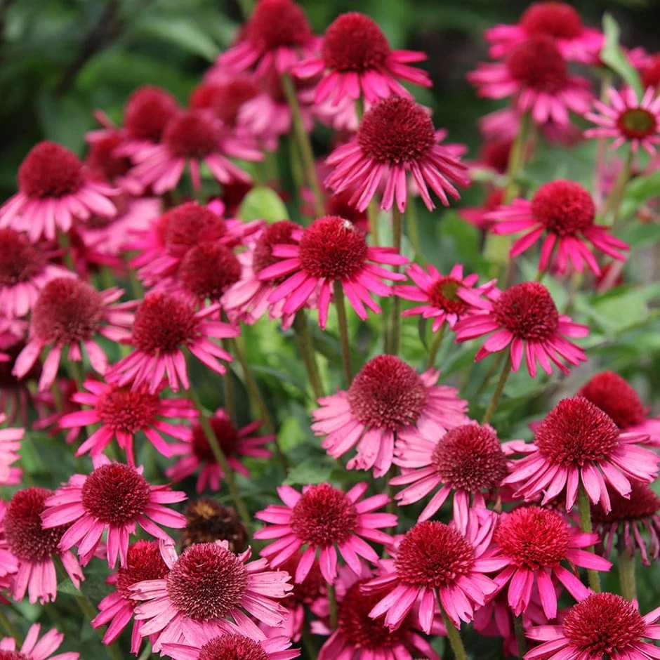 Echinacea Delicious Candy ('Noortdeli') (PBR) 3 Echinacea Delicious Candy ('Noortdeli') (PBR)