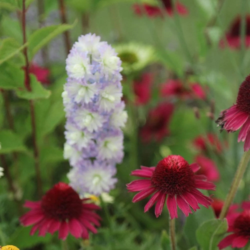 Echinacea Delicious Candy ('Noortdeli') (PBR) 4 Echinacea Delicious Candy ('Noortdeli') (PBR) - Image 2