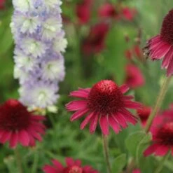 Echinacea Delicious Candy ('Noortdeli') (PBR) 9 Echinacea Delicious Candy ('Noortdeli') (PBR) -Feathered Garden pl2000033449 card4 lg