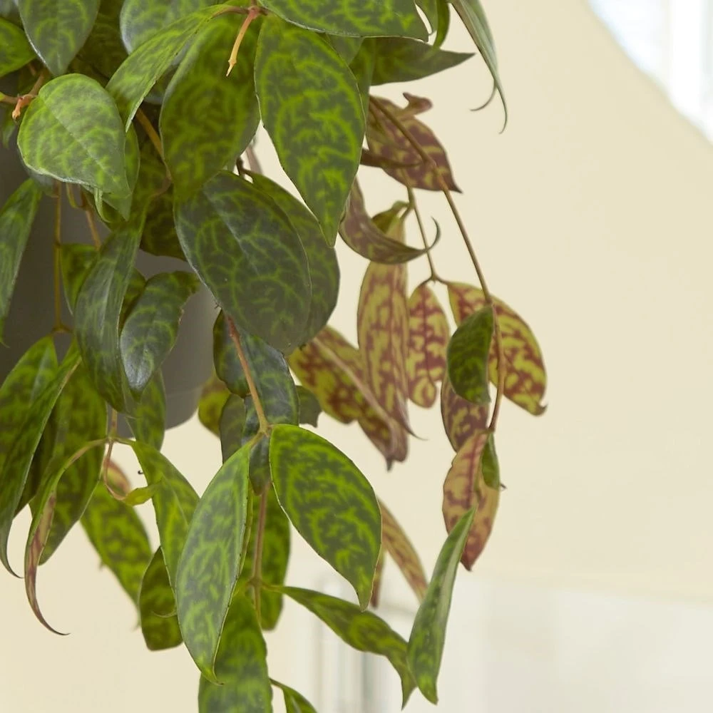 Aeschynanthus Longicaulis 4 Aeschynanthus Longicaulis - Image 2