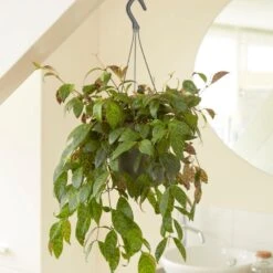 Aeschynanthus Longicaulis 7 Aeschynanthus Longicaulis -Feathered Garden pl2000033576 card3 lg