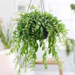 Feathered Garden 37 Aeschynanthus Japhrolepis