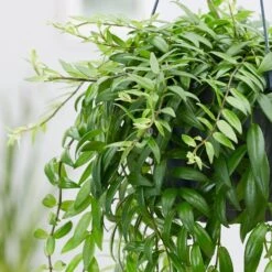 Feathered Garden -Feathered Garden pl2000033578 card2 lg