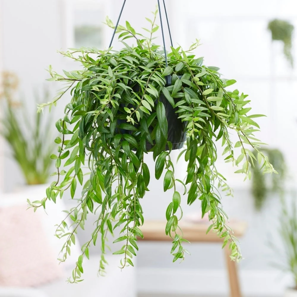 Aeschynanthus Japhrolepis 5 Aeschynanthus Japhrolepis - Image 3