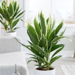 Cordyline Fruticosa 'Conga'