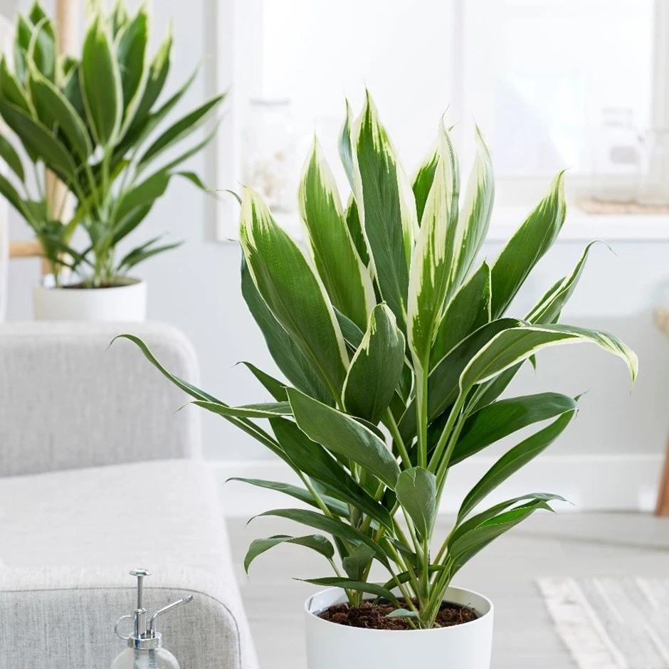 Cordyline Fruticosa 'Conga' 3 Cordyline Fruticosa 'Conga'