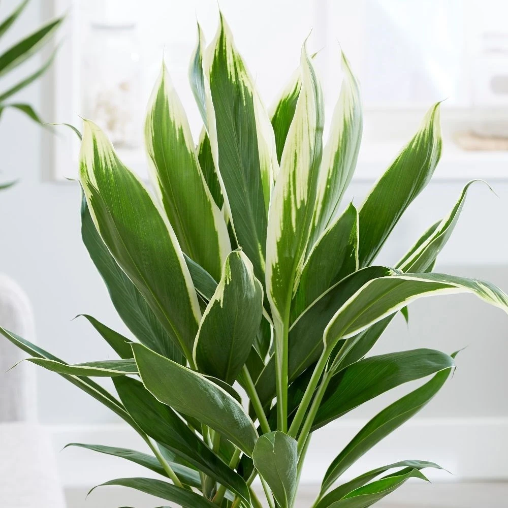 Cordyline Fruticosa 'Conga' 4 Cordyline Fruticosa 'Conga' - Image 2