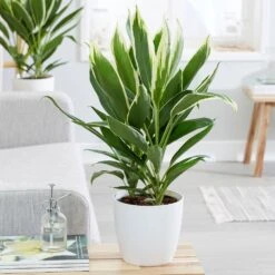 Cordyline Fruticosa 'Conga' 7 Cordyline Fruticosa 'Conga' -Feathered Garden pl2000033582 card3 lg