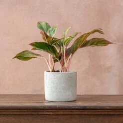 Aglaonema 'Crete' -Feathered Garden pl2000033583 card3 lg