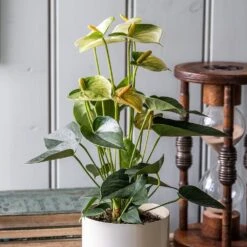 Anthurium Vanilla Champion -Feathered Garden pl2000033604 card3 lg