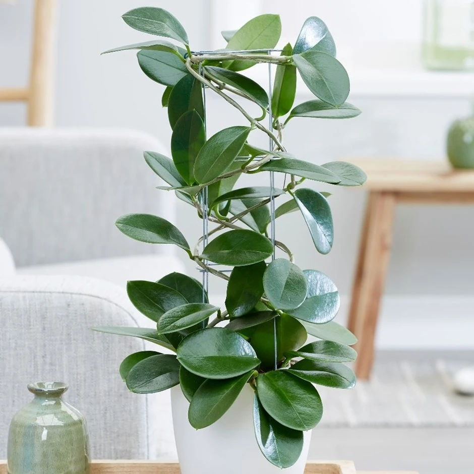 Hoya Australis 3 Hoya Australis