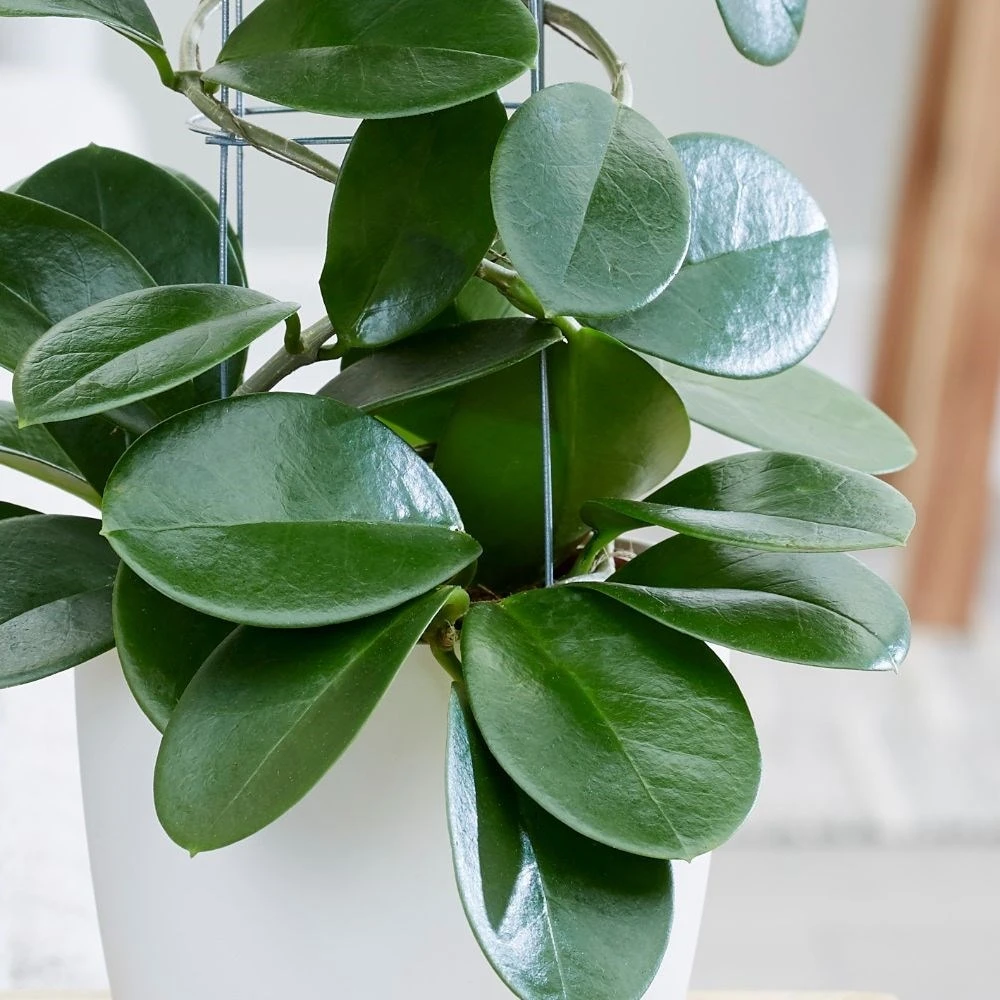 Hoya Australis 4 Hoya Australis - Image 2