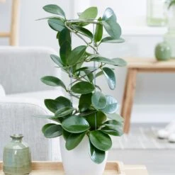 Hoya Australis 9 Hoya Australis -Feathered Garden pl2000033605 card4 lg