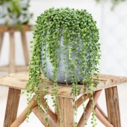 Feathered Garden 12 Curio Rowleyanus