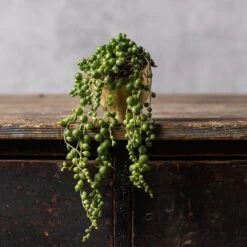 Feathered Garden -Feathered Garden pl2000033731 card2 lg