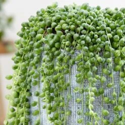 Curio Rowleyanus -Feathered Garden pl2000033731 card4 lg