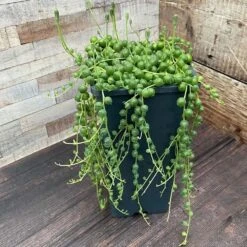 Curio Rowleyanus -Feathered Garden pl2000033731 card5 lg