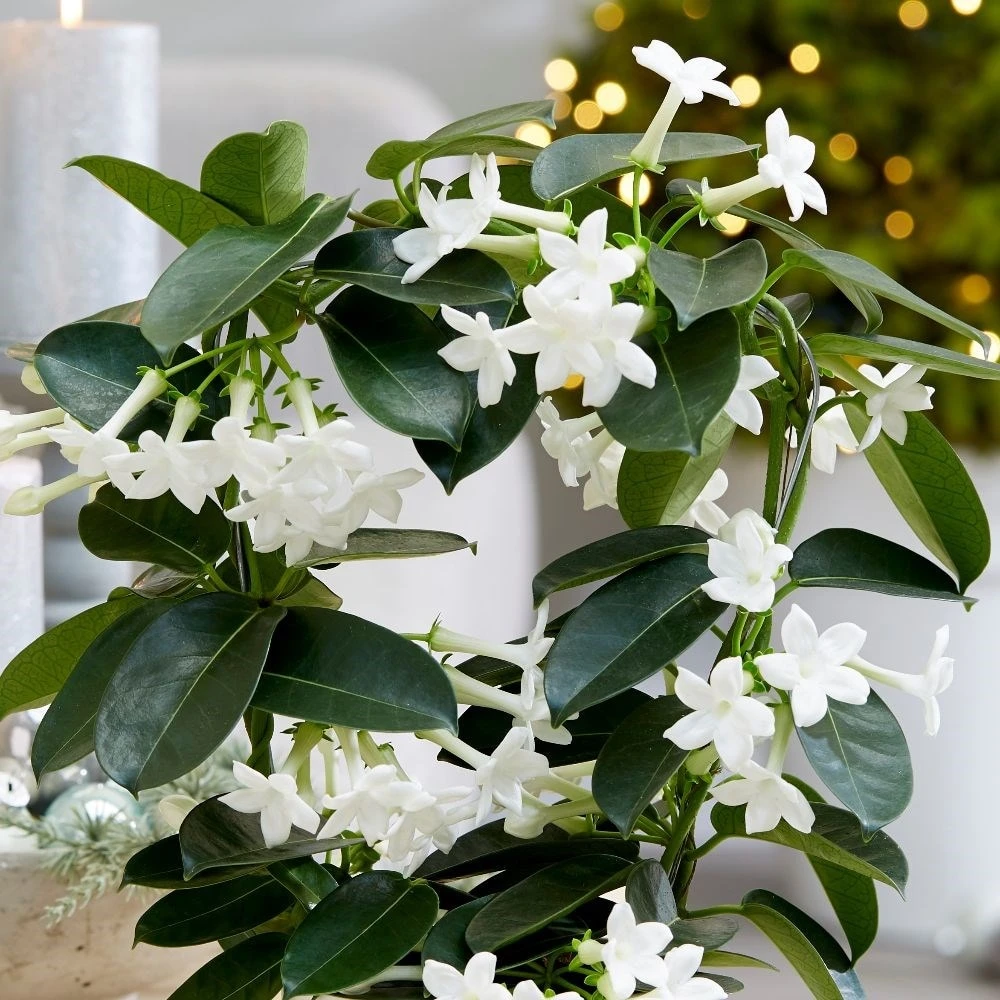 Stephanotis Floribunda 5 Stephanotis Floribunda - Image 3