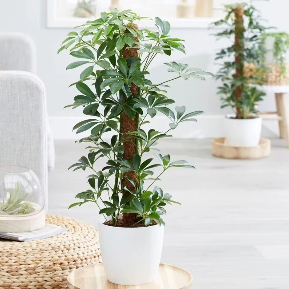 Schefflera Arboricola 'Nora' 3 Schefflera Arboricola 'Nora'